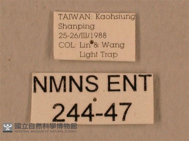 背中白天蛾藏品圖，第3張