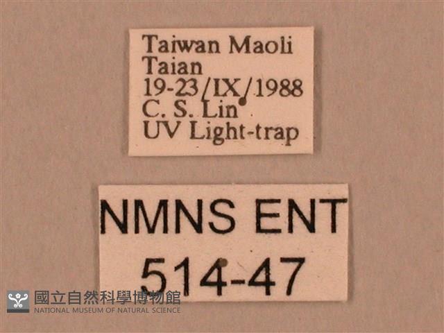 棕綠背線天蛾藏品圖，第3張