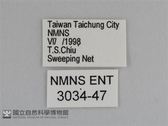 豔粉蝶藏品圖，第3張