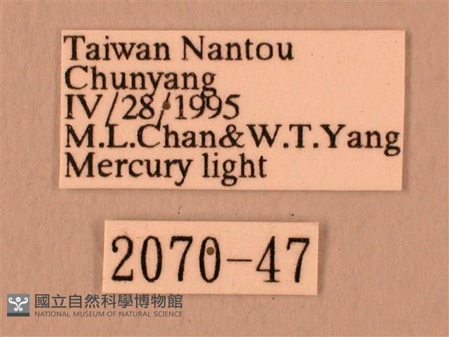 白星天蛾藏品圖，第3張