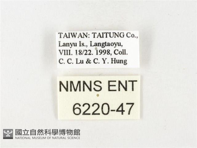 黃裙脈粉蝶藏品圖，第3張