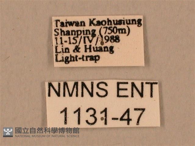 臺灣鷹翅天蛾藏品圖，第3張