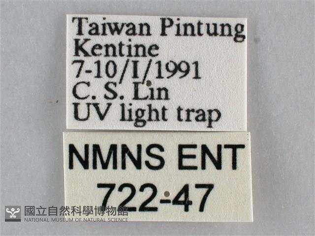 一點擬燈蛾藏品圖，第3張