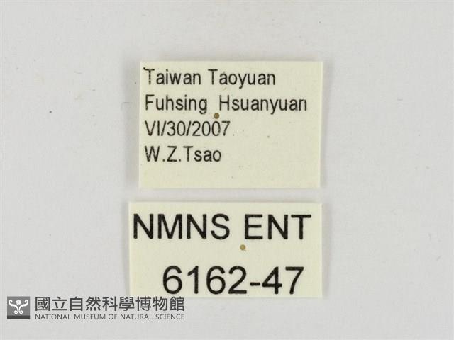 大流星弄蝶藏品圖，第3張