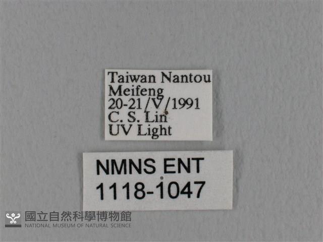 隱波紋枯葉蛾藏品圖，第3張