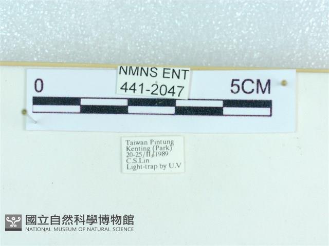 粉蝶燈蛾藏品圖，第3張