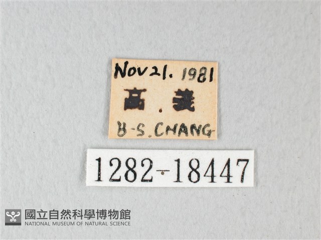 荷氏黃蝶藏品圖，第3張