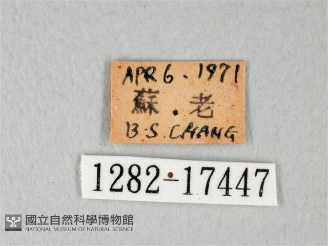 緣點白粉蝶藏品圖，第3張