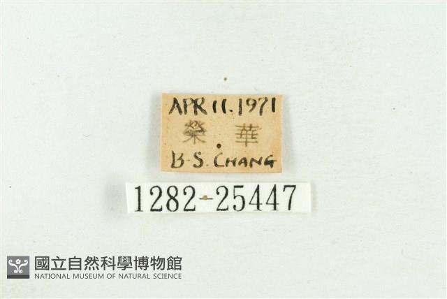 高砂燕灰蝶藏品圖，第3張
