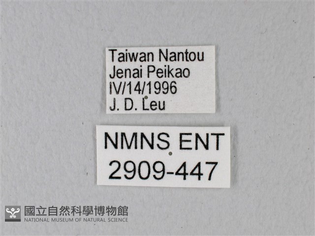 異粉蝶、雌白黃蝶藏品圖，第3張