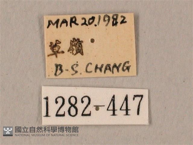 棕綠背線天蛾藏品圖，第3張