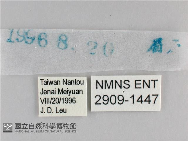 白斑弄蝶藏品圖，第3張