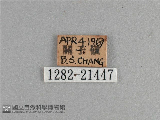 臺灣斑眼蝶藏品圖，第3張