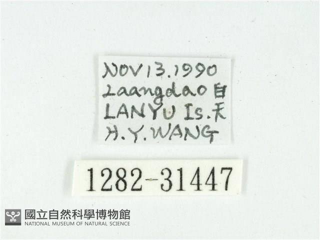 叉紋閃舞蛾藏品圖，第3張