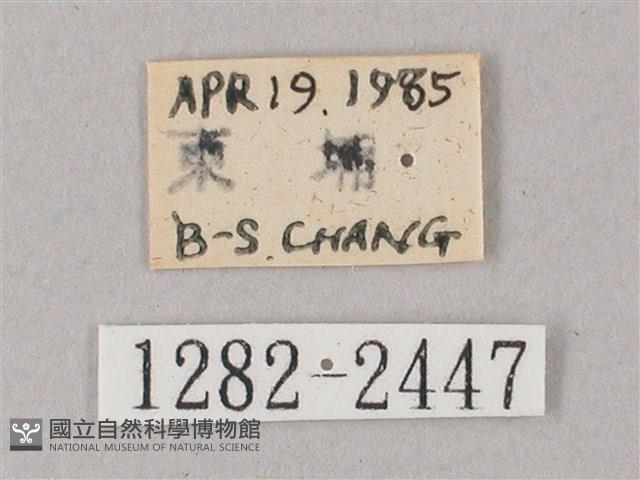 齒翅三線天蛾藏品圖，第3張