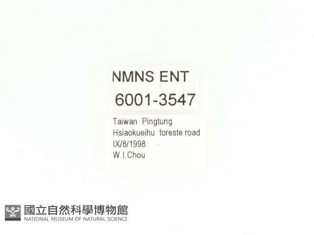 毛翅騷金龜藏品圖，第2張