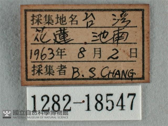 黑星灰蝶藏品圖，第3張