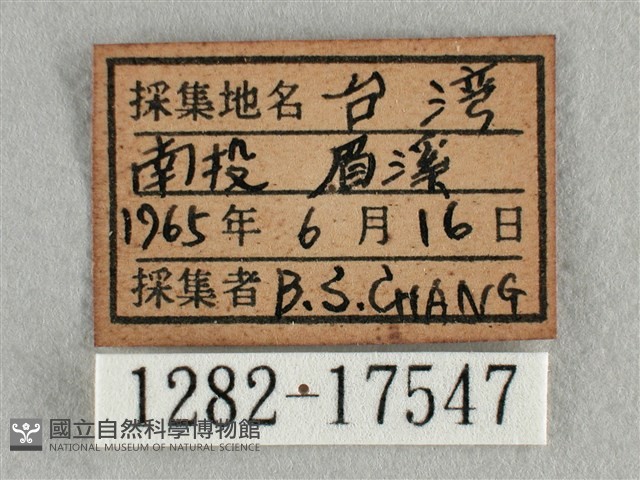 散紋盛蛺蝶藏品圖，第3張