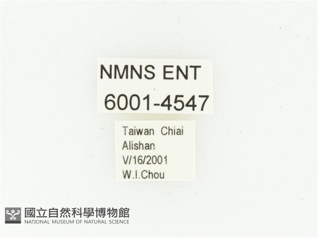 巴蘭陷紋金龜藏品圖，第2張