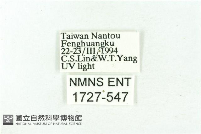 臺雪苔蛾藏品圖，第3張