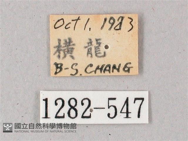 雙斑白肩天蛾藏品圖，第3張