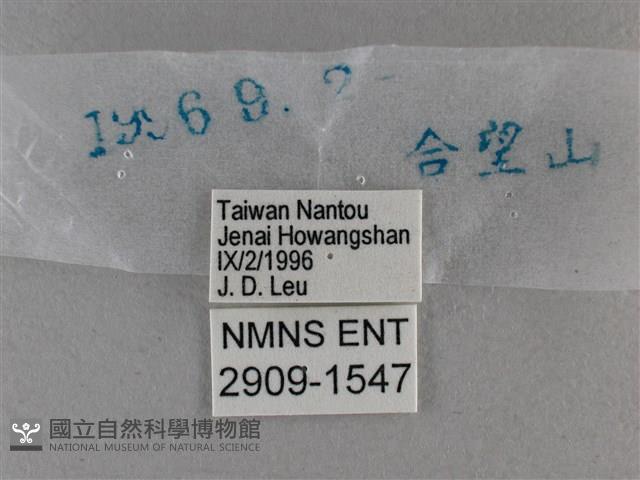 圓翅絨弄蝶藏品圖，第3張