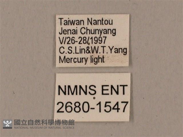 鬼臉天蛾藏品圖，第3張