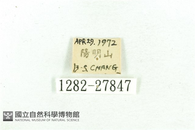 乳白斑燈蛾藏品圖，第3張