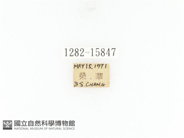 臺灣角金龜藏品圖，第2張