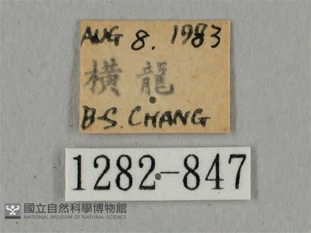 廣東鷹翅天蛾藏品圖，第3張