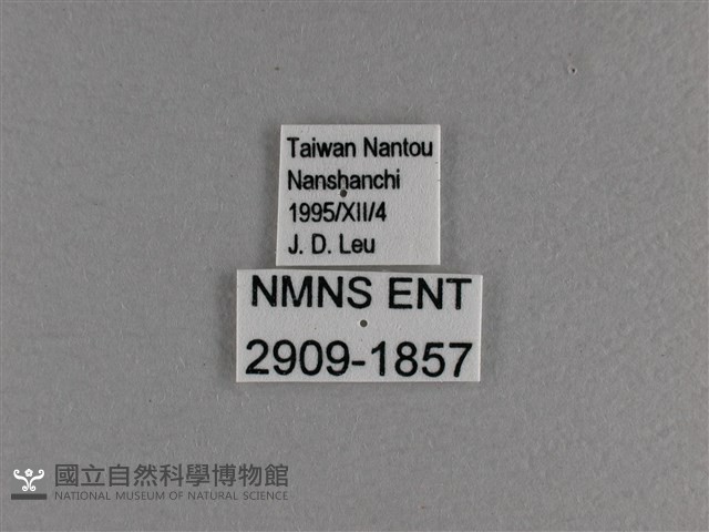 曲紋黛眼蝶藏品圖，第3張