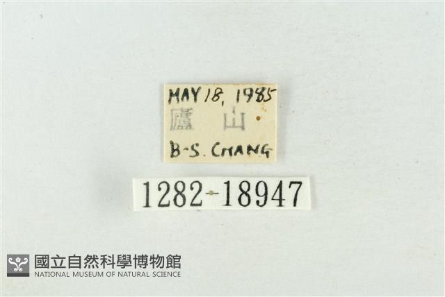 臺洒波紋蛾藏品圖，第3張