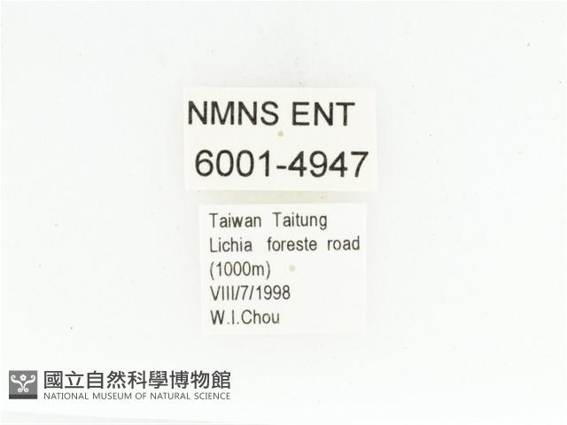 藍艷白點花金龜藏品圖，第2張