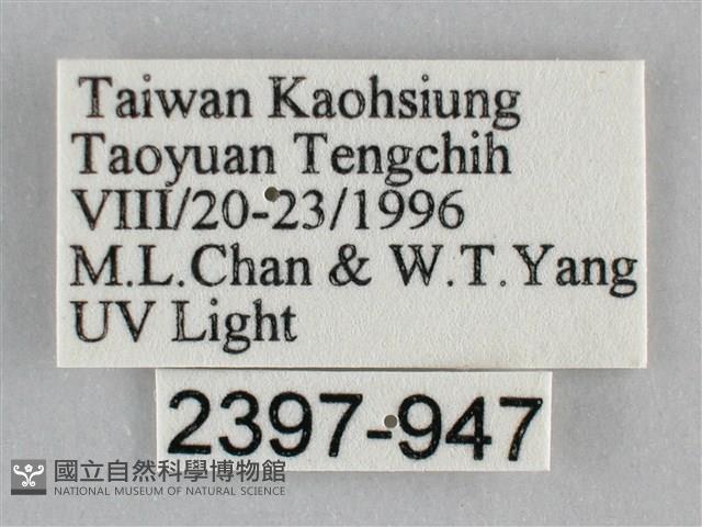 扭擬燈蛾藏品圖，第3張