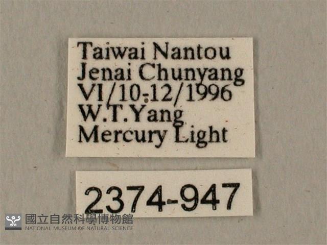 全緣缺角天蛾藏品圖，第3張