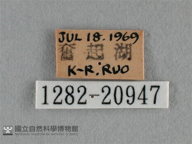 紫日灰蝶藏品圖，第3張