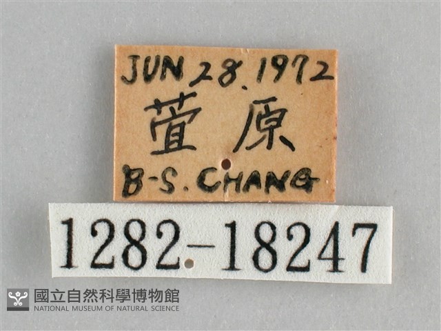 金鎧蛺蝶藏品圖，第3張