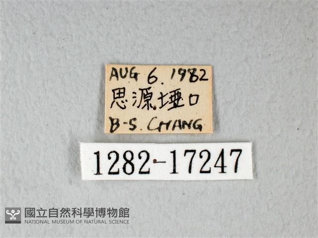 緣點白粉蝶藏品圖，第3張