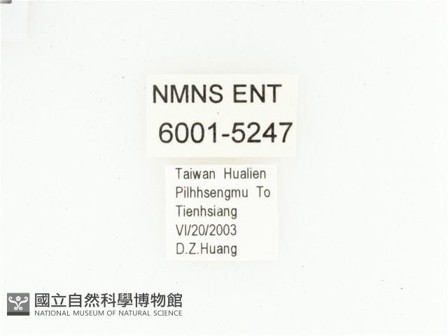 三輪長腳花金龜藏品圖，第2張