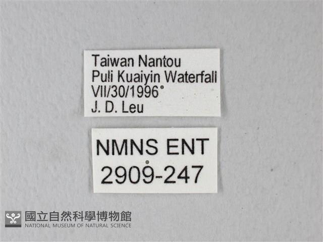 橙端粉蝶、端紅蝶藏品圖，第3張