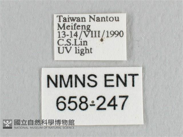 銀端帶鉤蛾藏品圖，第3張