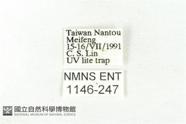 樹形尺蛾藏品圖，第3張