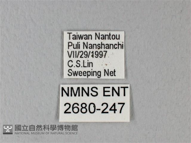 異粉蝶、雌白黃蝶藏品圖，第3張