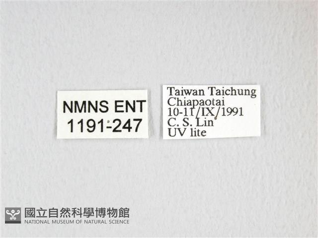 雙黑目天蠶蛾藏品圖，第3張