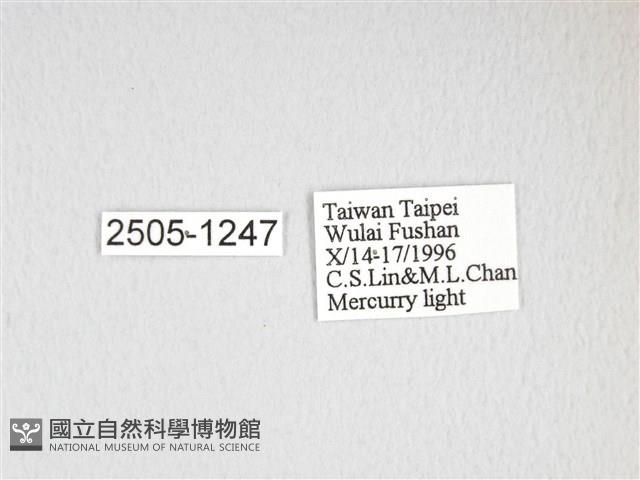 大透目天蠶蛾藏品圖，第3張