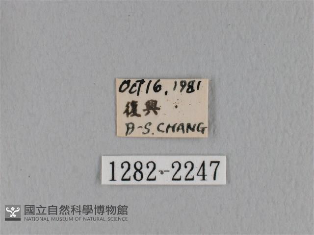 鋸緣枯葉蛾藏品圖，第3張