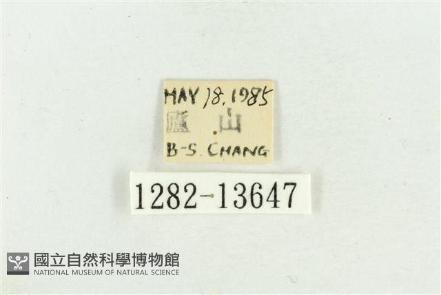 臺灣斑蕊夜蛾藏品圖，第3張