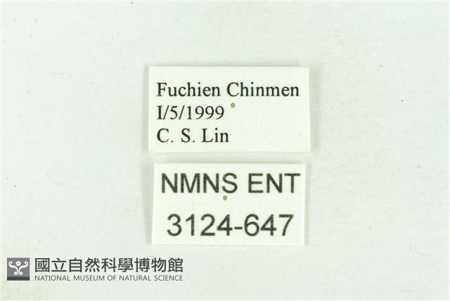 白傘弄蝶藏品圖，第3張