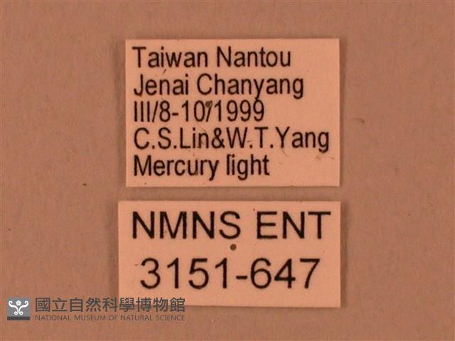 臺灣鋸翅天蛾藏品圖，第3張