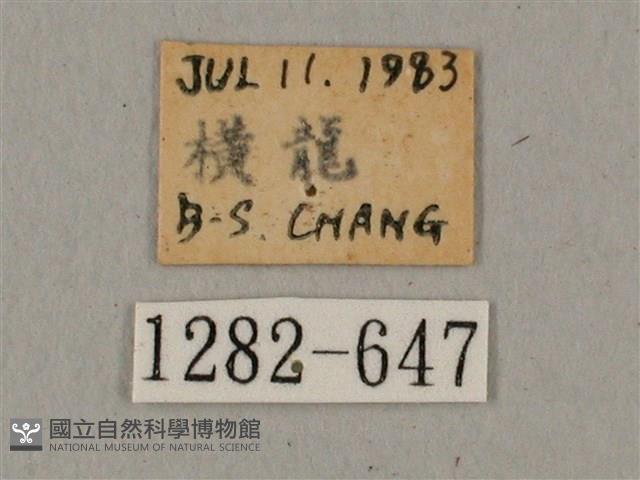 廣東鷹翅天蛾藏品圖，第3張